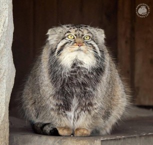 ���������: ����� � ������ ���������� �� �22 ��������, �������� � ��������������