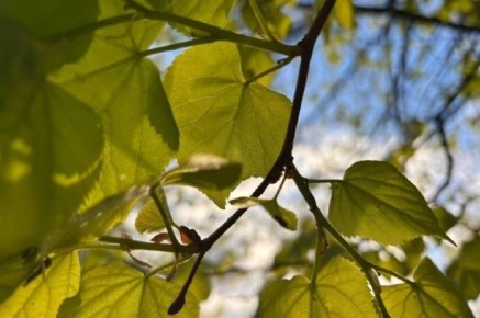 ����� � ������ ������ �����, ��� ���������� �������� ������� ����������