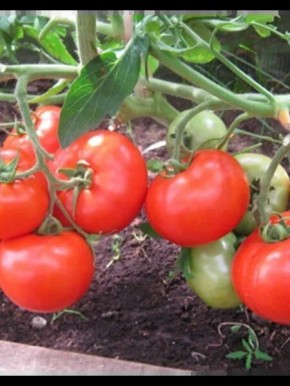 ����� ����� �����: ��� ��������� ��������� ������ � ������������ ��������