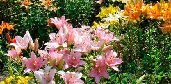 �����-������: ������������ ��������, ������� ������ �������