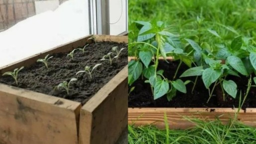 ��� �������� ������� ������� �����: ������� ��������� �����������