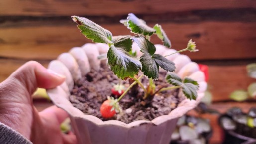 ��� ��������� �������� ����� ����: ���� ������ �� �����������