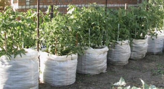 ��������� ������ ������ ������, ������� ��� ������