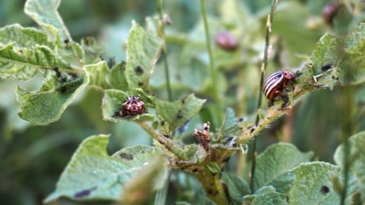 ������ � ������� � ������ � ����������� �����: ��� ������������� ��������