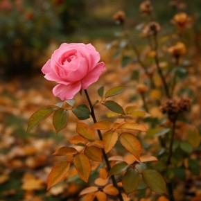 ��� �������� ���� ���������: �������� ������� ������