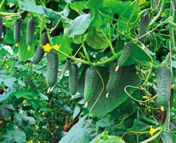 ����������� � ��������: ��� ������� ������ �������� ���������� � ��������� �������