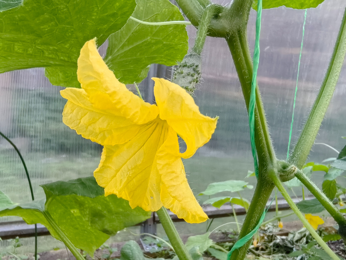 Как предотвратить пожелтение и опадение завязей огурцов