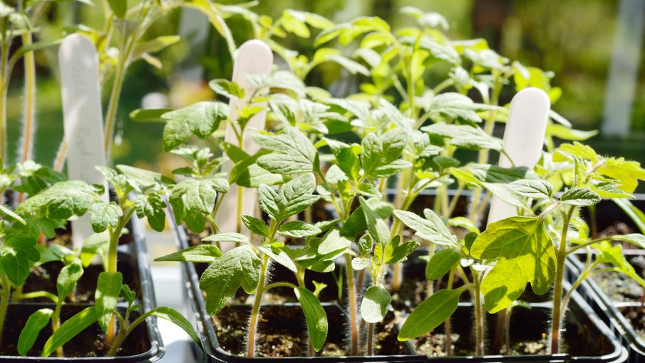 ����������� ������ ����������� ������� �������, ������� �������� ����� � ������