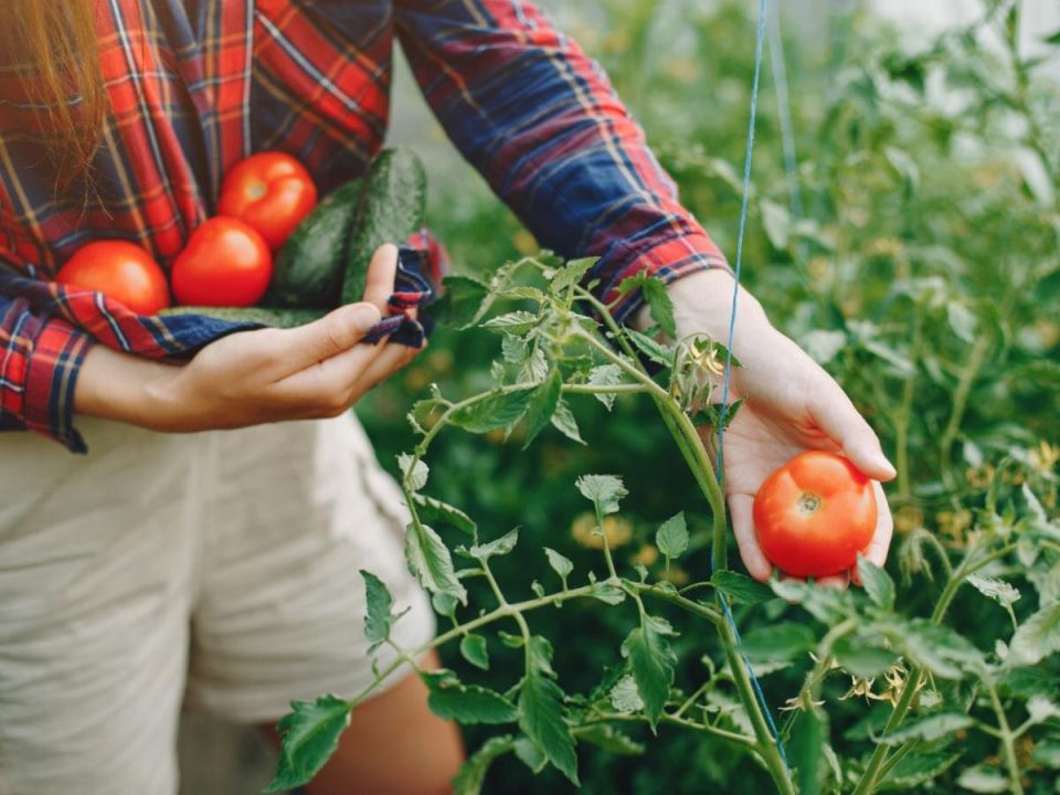 �����, �������������� ����: ��� ����� ��������� � ���������� ������� �������