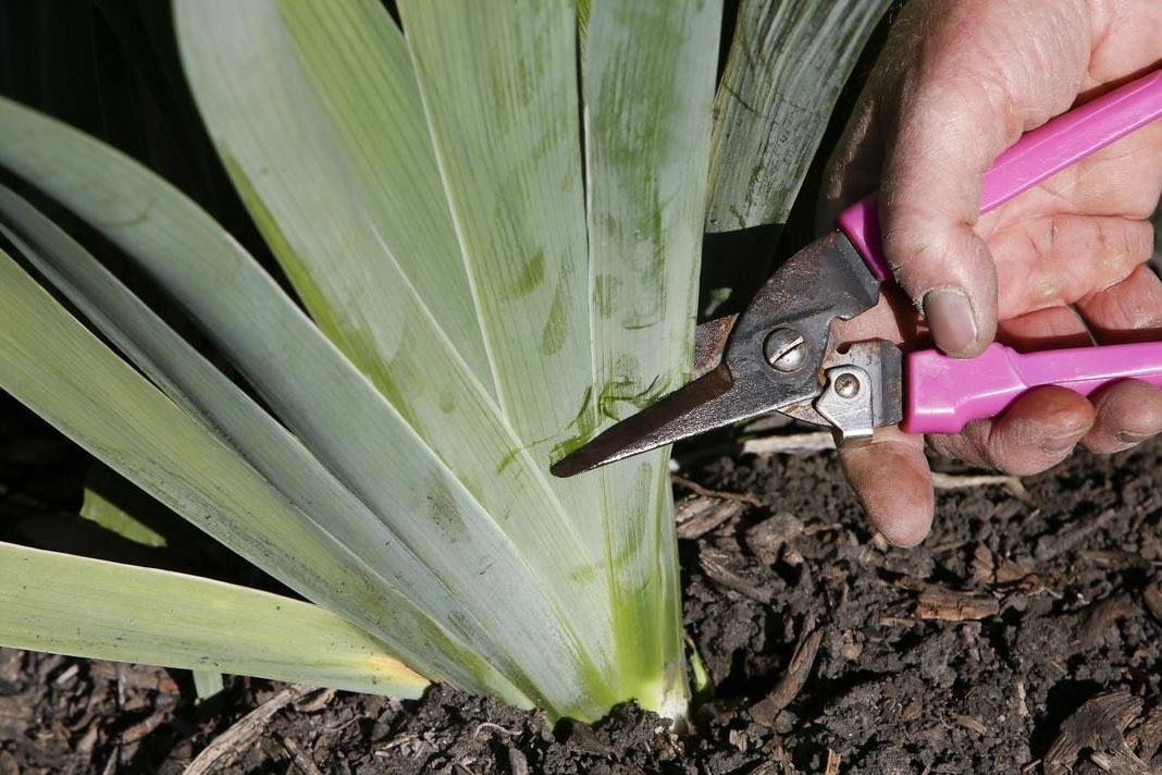 Как правильно обрезать ирисы после цветения: секреты здоровья и красоты ваших растений