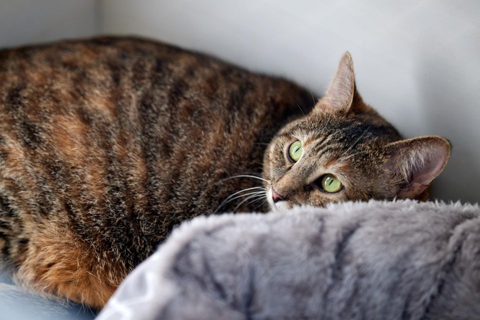 � ��������� ���������� ����� ������ ����������� � ���������, ����������� �����������