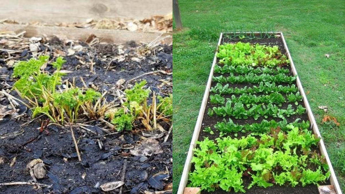 Как финская система высадки помогла повысить урожай в два раза