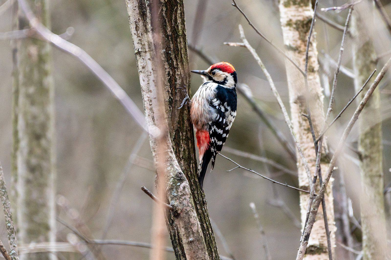 В День орнитолога ВДНХ приглашает познакомиться с пернатыми обитателями зеленых зон и прудов В День орнитолога ВДНХ приглашает познакомиться с пернатыми обитателями зеленых зон и прудов