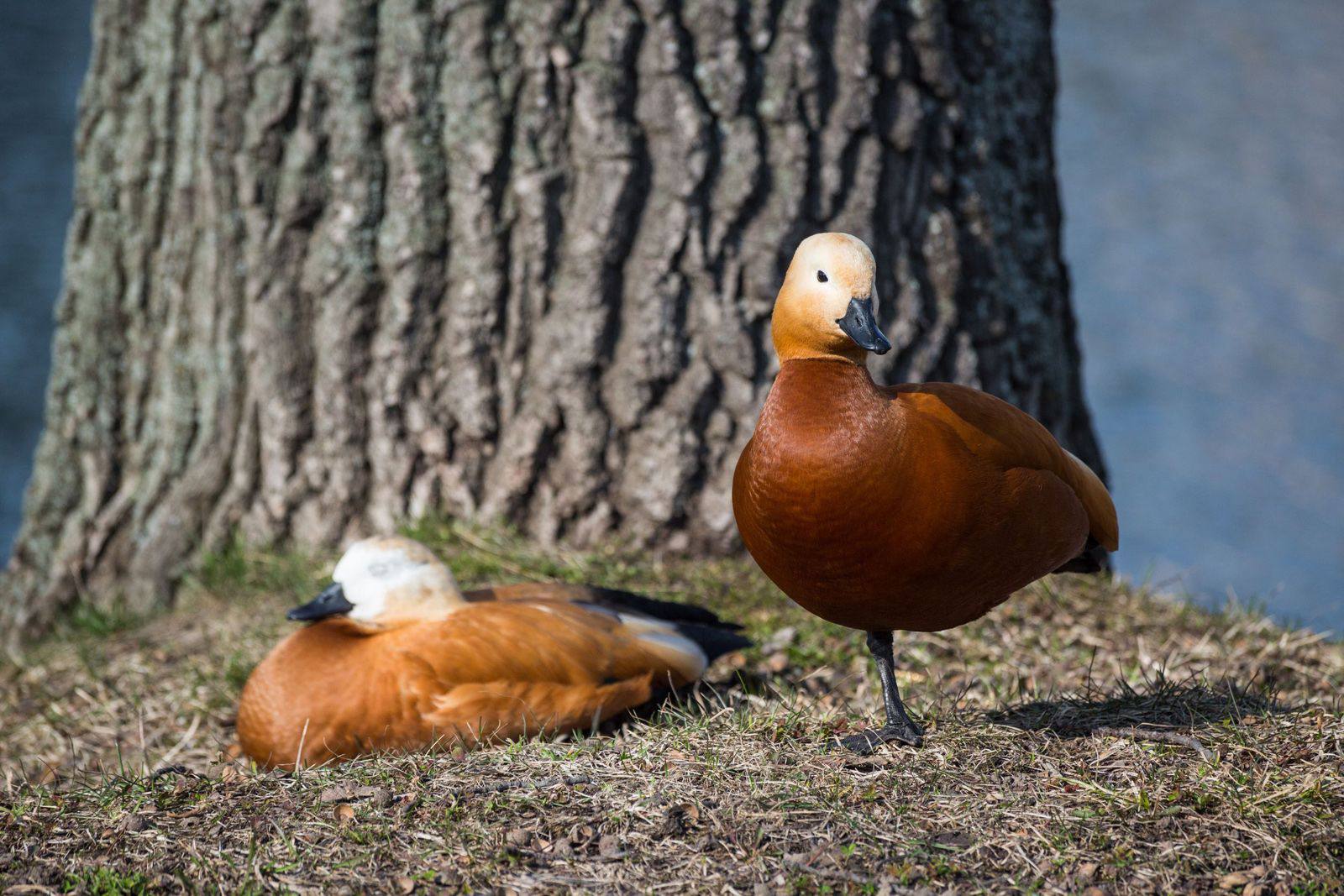 В День орнитолога ВДНХ приглашает познакомиться с пернатыми обитателями зеленых зон и прудов В День орнитолога ВДНХ приглашает познакомиться с пернатыми обитателями зеленых зон и прудов