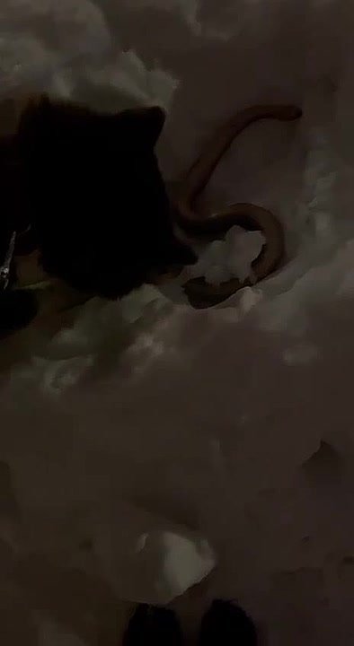 В Химках нашли питона без признаков жизни