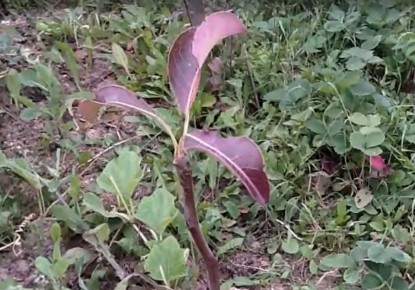 ������������� ���� �����: ��� ��������� ��� � �������� ��������������� �������