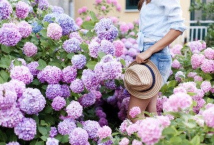 Как выбрать гортензию: древовидная, крупнолистная или метельчатая?