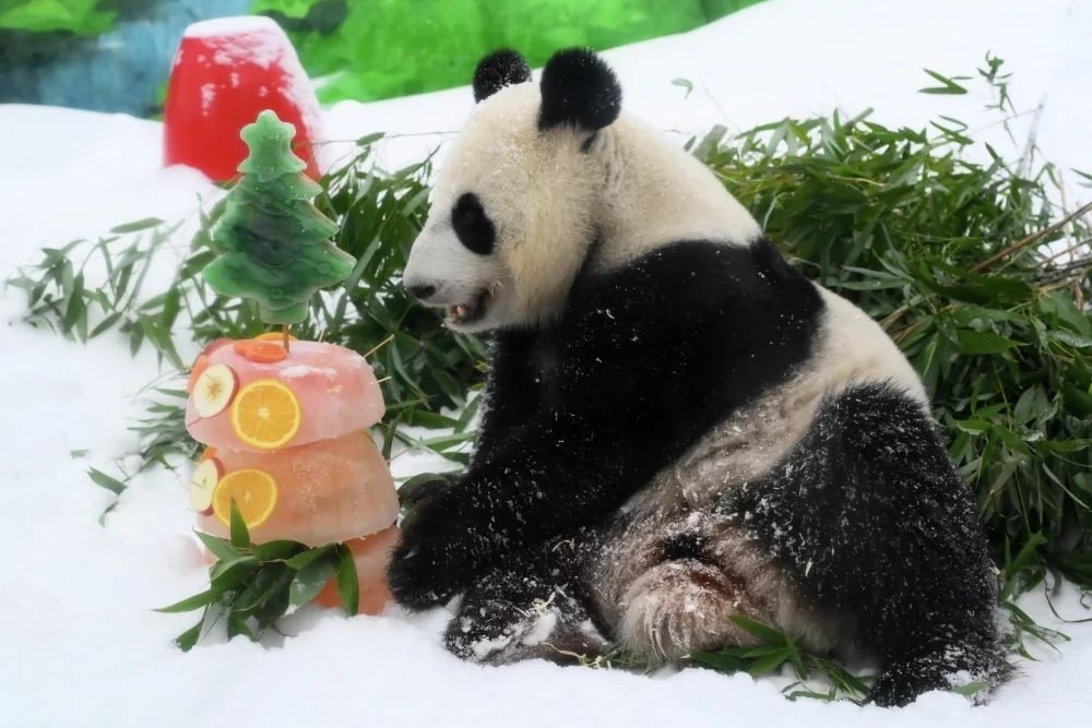 Пандам вход бесплатный. В Московском зоопарке сегодня отпраздновали Китайский Новый год Пандам вход бесплатный. В Московском зоопарке сегодня отпраздновали Китайский Новый год