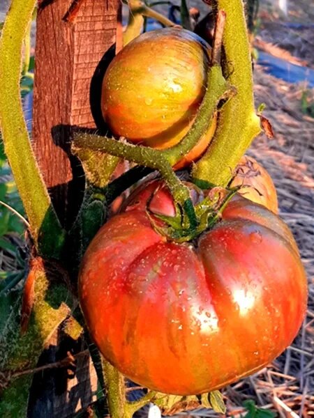 Томат Красавица колледжа: секреты успеха и красоты на вашем столе