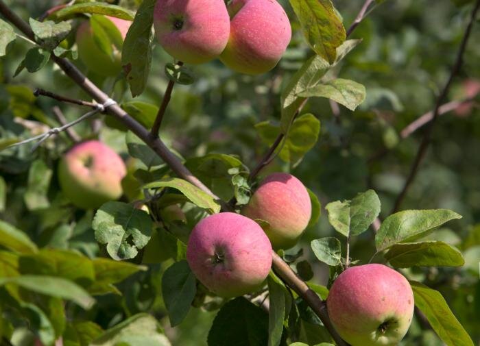 Спортивные мутации в растительном мире: неожиданные способности природы