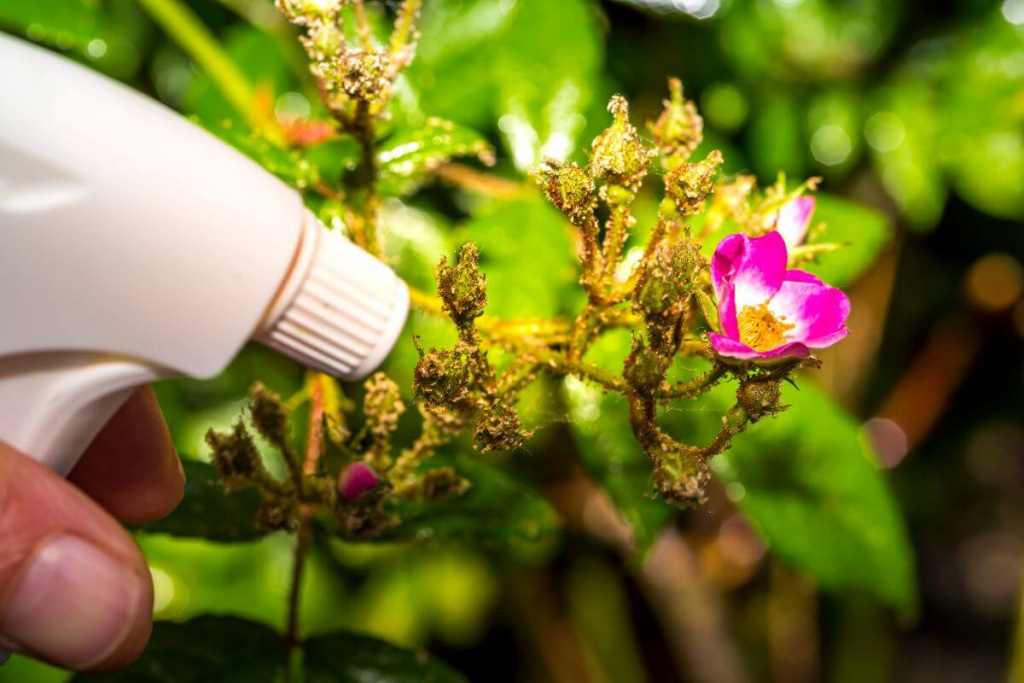 Как сохранить садовые цветы здоровыми перед зимой