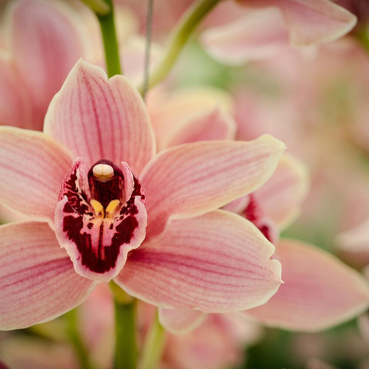 Советы по уходу за орхидей для непрерывного цветения