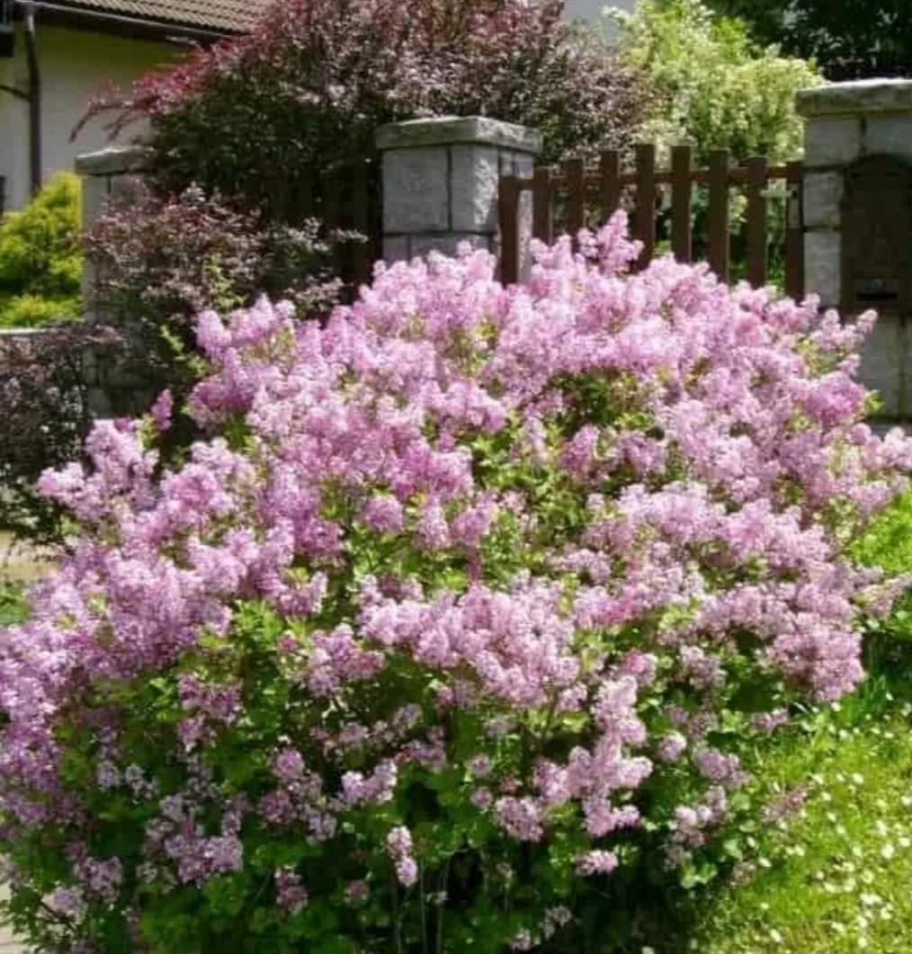 Миниатюрные деревья и кустарники для вашего сада: сирень Мейера и карликовая береза