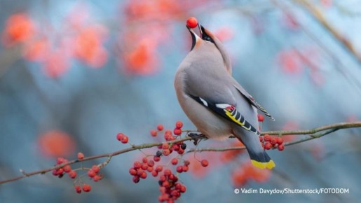 "Пьяные" свиристели могут появиться в Москве в середине марта, заявила ТАСС доцент ДРП института экологии РУДН Полынова