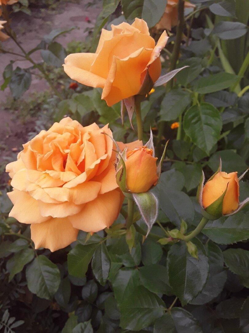 Что значит посадить розы на пень: секреты обрезки для начинающих