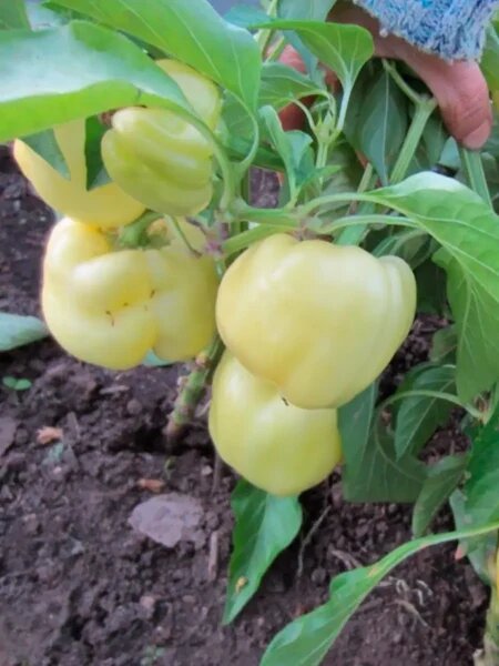 Перец белое золото: удивительный вкус и плоды, покоряющие садоводов