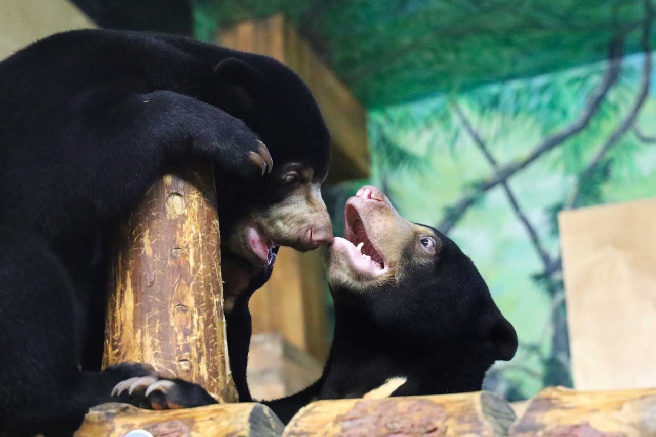 Зрителей онлайн-трансляций Московского зоопарка приглашают поучаствовать в викторине, посвященной малайским медведям Зрителей онлайн-трансляций Московского зоопарка приглашают поучаствовать в викторине, посвященной малайским медведям