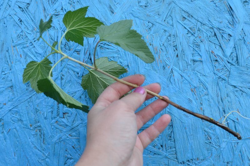 Как быстро размножить черную смородину: практические советы