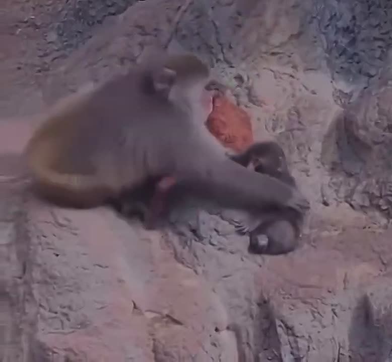 ������� ����� ����������� �����-�����