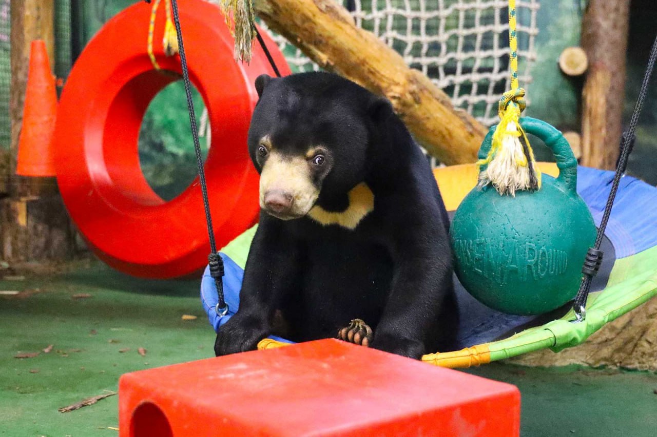 Зрителей онлайн-трансляций Московского зоопарка приглашают поучаствовать в викторине, посвященной малайским медведям Зрителей онлайн-трансляций Московского зоопарка приглашают поучаствовать в викторине, посвященной малайским медведям