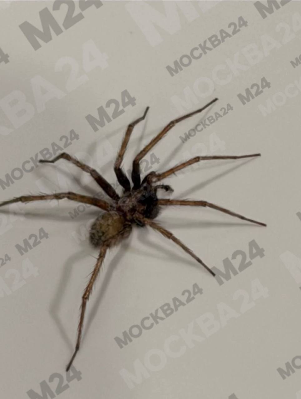 Просыпаетесь, идёте в ванную, а в раковине ОГРОМНЫЙ ПАУК Просыпаетесь, идёте в ванную, а в раковине ОГРОМНЫЙ ПАУК