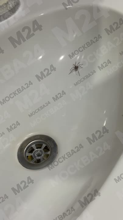 Просыпаетесь, идёте в ванную, а в раковине ОГРОМНЫЙ ПАУК