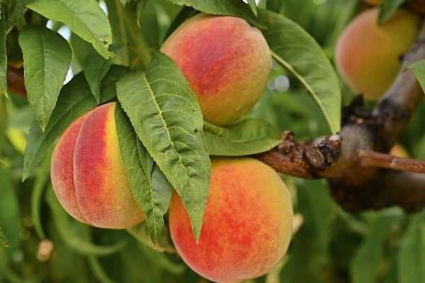 Персик Солнечный: Как вырастить этот удивительный сорт с идеальными плодами