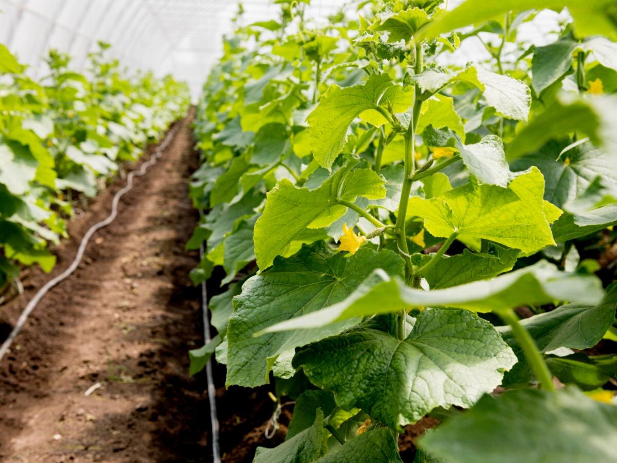 Совместное выращивание огурцов и помидоров: как организовать идеальные условия в теплице