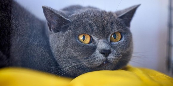 �������� ���� ����� ����� � ���������� ������� � �����������