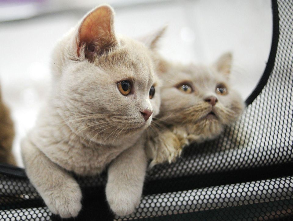 ����� ������ ����� ���������� ������ ��� ����� � ������?