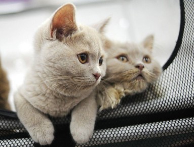 ����� ������ ����� ���������� ������ ��� ����� � ������?