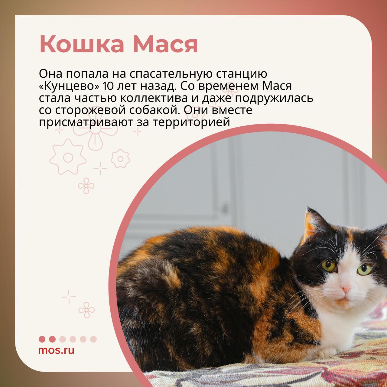 Они встречают после трудной смены, провожают на выезд и остаются рядом в непростой момент — все это о кошках, которые живут на московских спасательных станциях Они встречают после трудной смены, провожают на выезд и остаются рядом в непростой момент — все это о кошках, которые живут на московских спасательных станциях