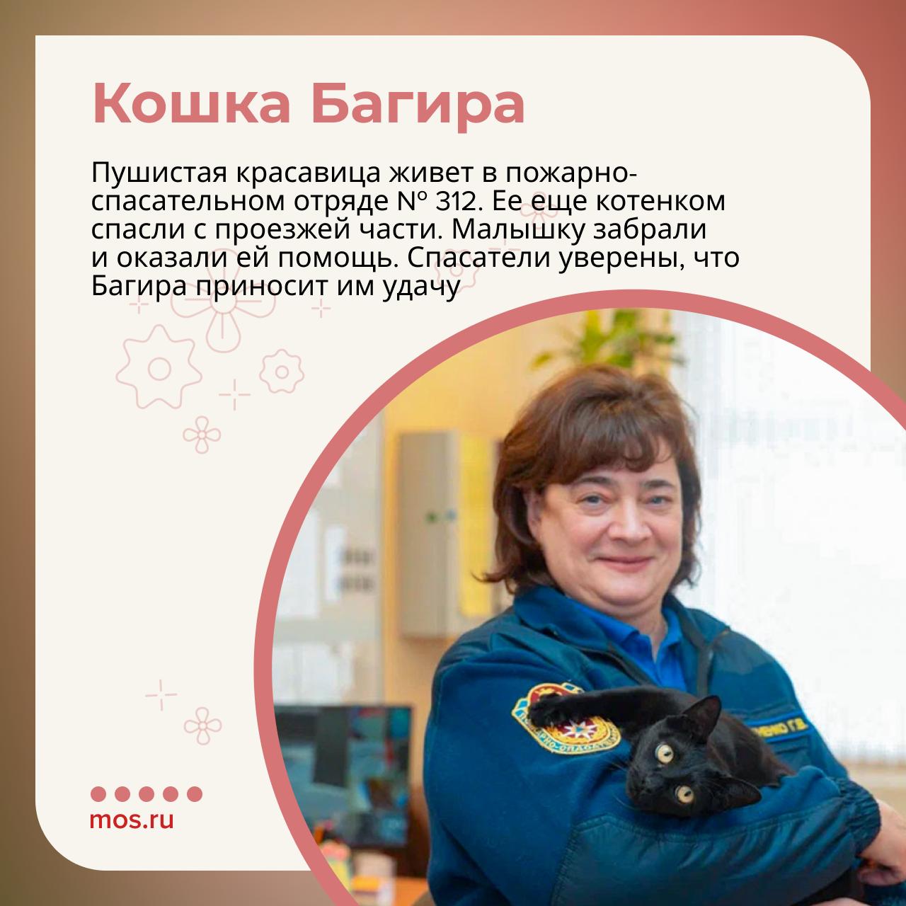 Они встречают после трудной смены, провожают на выезд и остаются рядом в непростой момент — все это о кошках, которые живут на московских спасательных станциях Они встречают после трудной смены, провожают на выезд и остаются рядом в непростой момент — все это о кошках, которые живут на московских спасательных станциях