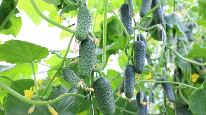 ������ ������: ��������� ����� ��� ������ �������