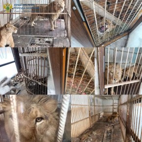 У жителя Новой Москвы изъяли экзотических зверей, которых он, как пишет прокуратура, держал в «зверских условиях»