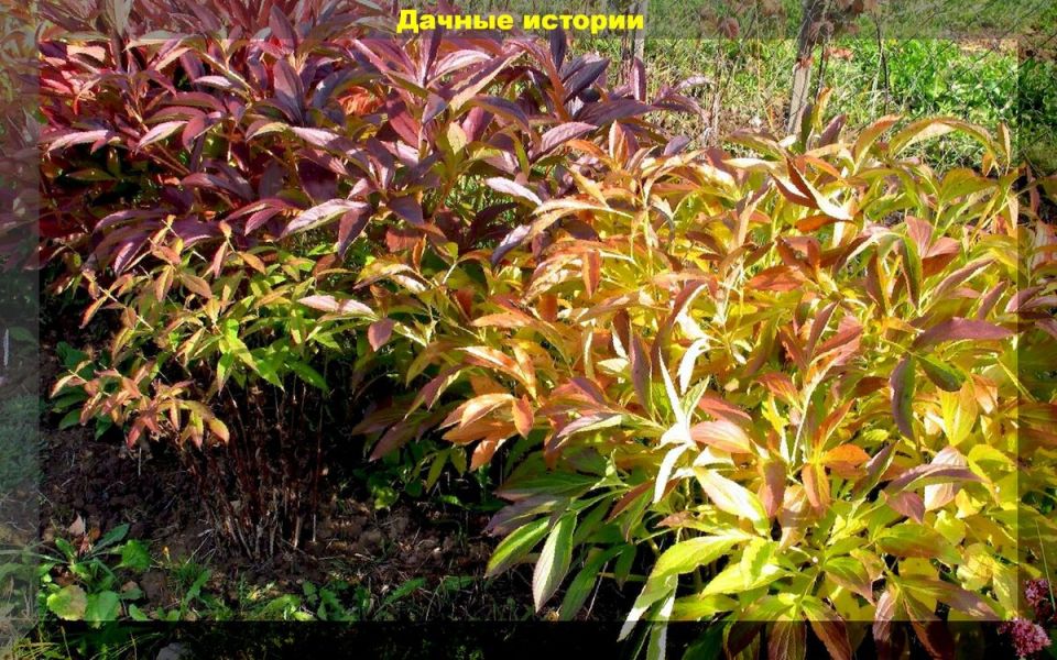 ���� �� ������� ������: ������� ������� � ���������