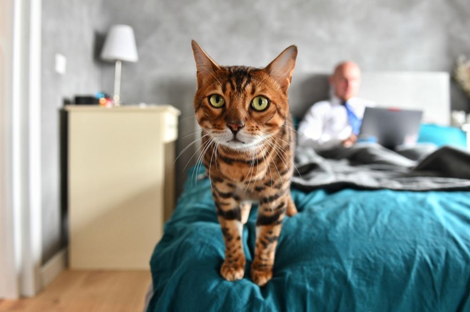 � ��������� ���������� �������� ��������� ����������� �������� �� ��� �����