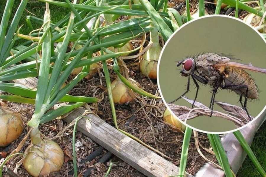 ��� ���������� �������� � ������� ����� � ��������� ������