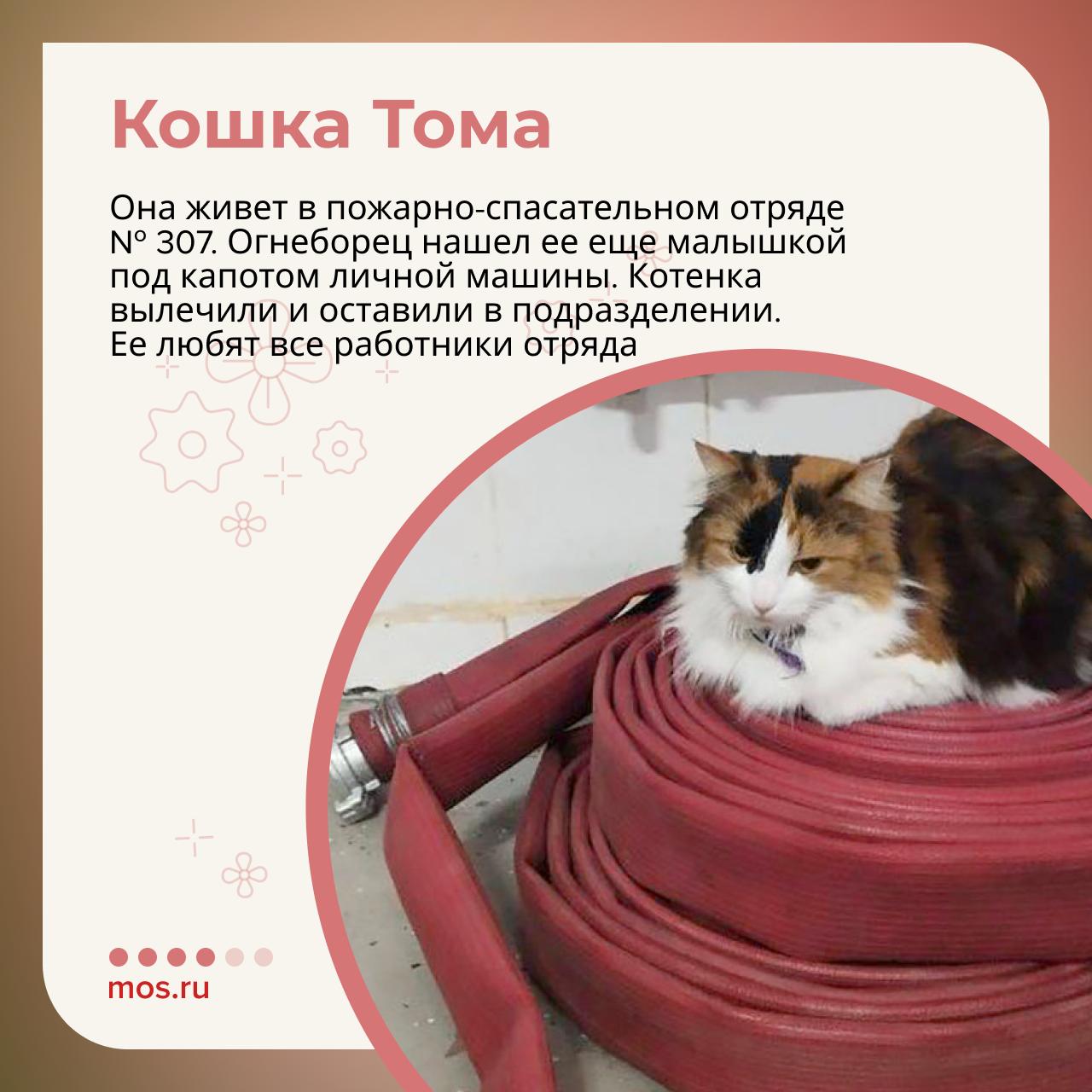 Они встречают после трудной смены, провожают на выезд и остаются рядом в непростой момент — все это о кошках, которые живут на московских спасательных станциях Они встречают после трудной смены, провожают на выезд и остаются рядом в непростой момент — все это о кошках, которые живут на московских спасательных станциях