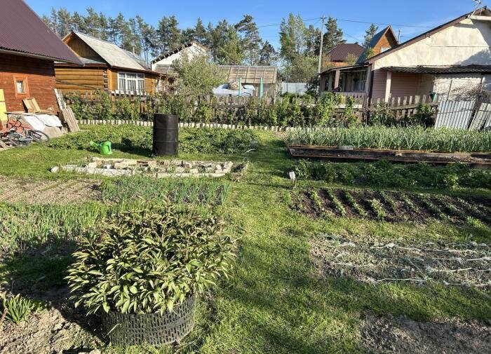 Экологичный способ осушения участков: Растения, которые спасут вас от влаги